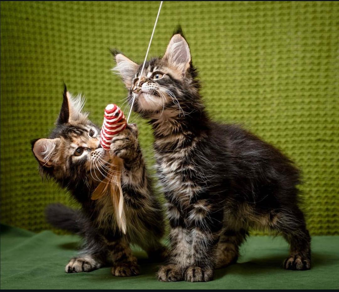 Reputable Maine Coon Kittens Breeder
